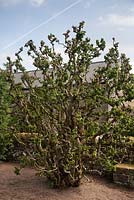 Corylus avellana 'Contorta' - Hazel tire-bouchon - Juin, Herterton House, Hartington, Northumberland, Royaume-Uni