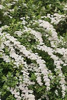 Spiraea nipponica 'Snowmound'