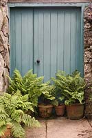 Un groupe de fougères Dryopteris affinis dans des pots en terre cuite en face de porte en bois peint turquoise - juin, Northumberland