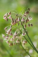 Allium nectaroscordium siculum à Hall Farm Harpswell près de Gainsborough, Lincolnshire