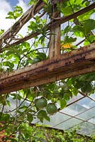 Passiflora edulis, vigne fruit de la passion poussant sur une vieille serre rouillée avec des fruits verts non mûrs qui pendent.