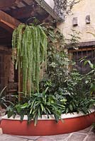 Parterre de béton surélevé en béton peint et peint de Clivia miniata et Schefflera arboricola 'Variegata' avec des fougères Nephrolepis exaltata dans le jardin de la cour