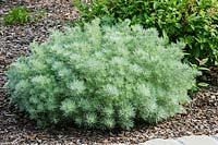 Artemisia schmidtiana 'Monticule d'Argent'