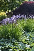 Iris sibirica 'Heavenly blue', Hosta - Tardiana Group 'Halcyon' - lys plantain et Acer palmatum 'Inaba-shidare' - érable japonais en arrière-plan