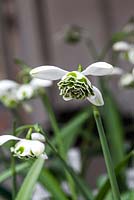 Galanthus 'Hippolyta' - Colesbourne Park, Gloucestershire - Février