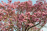 Magnolia sprengeri var. 'diva'