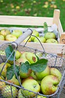 Collecte des pommes Bramley exceptionnelles dans un trombone, Norfolk, Angleterre, septembre.