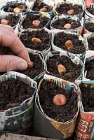 Semis de fèves - Vicia faba, dans des pots à journaux.