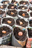 Semis de fèves - Vicia faba, dans des pots à journaux.