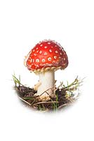 Amanita muscaria, fly agaric ou fly amanita.