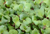 Radis foliaire 'Sangria '. Cultivée à l'intérieur comme micro salade de feuilles
