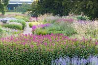 Une vue sur le labyrinthe floral à Trentham Gardens, Staffordshire, conçu par Piet Oudolf. Photographié en été, la plantation comprend Eupatorium, Stipa gigantea et Lythrum