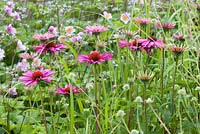 Un détail de la plantation dans le labyrinthe floral à Trentham Gardens, Staffordshire, conçu par Piet Oudolf. Les plantes photographiées en été comprennent les anémones japonaises et Echinacea purpurea