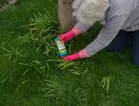 Gel tueur de mauvaises herbes pour éradiquer des mauvaises herbes spécifiques - allium dans la pelouse