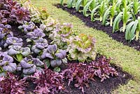 Légumes à feuilles colorées - Kohlrabi violet, laitue, Pak Choi et poireau dans le jardin d'allotissement, BBC Gardeners World Live 2016, concepteur: Jon Wheatley. RHS Flower Show Birmingham