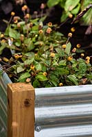 Parterre de fleurs en acier ondulé dans le jardin communautaire Health for Life. Best In Show: OR. BBC Gardeners World Live 2016. Concepteur: Owen Morgan. RHS Flower Show Birmingham