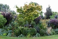 Little Ash Garden, Fenny Bridge, Devon. Jardin d'automne. Un parterre de fleurs arbustif profond avec Acer palmatum fournissant la hauteur