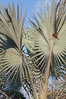 Bismarckia nobilis - Bismark Palm - Bali, Indonésie