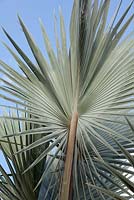 Bismarckia nobilis - Bismark Palm - Bali, Indonésie