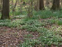 Anémone nemorosa - connue sous le nom d'anémone des bois, de tournesol, de dé à coudre et d'odeur de renard