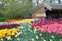 Quatre ruches d'affilée au milieu du champ de tulipes colorées. Jardin d'inspiration agricole à Keukenhof 2017.