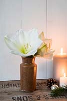 Fleurs d'amaryllis dans un vase de poterie simple avec des bougies