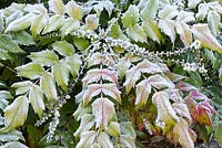 Mahonia japonica. Veddw House Garden, Devauden, Monmouthshire, Pays de Galles. ROYAUME-UNI. Jardin conçu et créé par Anne Wareham et Charles Hawes. Janvier.