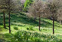 Le pré avec Narcissus et Corylus colurna a poussé en tant que standards venant juste de devenir des feuilles. Veddw House Garden, Monmouthshire, Pays de Galles du Sud. Mars 2017. Jardin conçu et créé par Charles Hawes et Anne Wareham