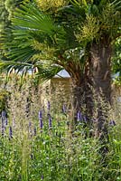 Moulin à vent chinois Palm - Trachycarpus fortunei avec Salvia et herbes dans le jardin de Vision Mondiale. RHS Hampton Court Palace Flower Show 2015. Concepteur John Warland.