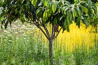 Un arbre du sud-est asiatique avec une plantation mixte contrastant avec des tiges jaunes en arrière-plan. Le Jardin de Vision Mondiale. RHS Hampton Court Palace Flower Show 2015. Concepteur John Warland.
