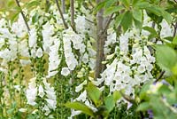 Digitalis purpurea f. albiflora - Squires garden Centre, Urban Oasis, RHS Hampton Court Palace Flower Show 2015. Concepteur: Ian Hammond