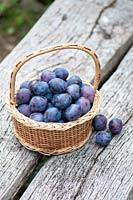 Récolte de prunes Quetsches dans un jardin, France, Eté
