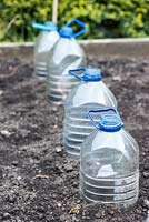 Semis de laitue protégés par des bouteilles en plastique recyclées