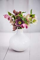 Bouquet d'Helleborus dans un vase blanc.
