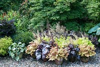 Arrangement de Heuchera dont Heuchera 'Green Spice' 'Marmalade' 'Sugar Plum' 'Réglisse' et 'Lime Marmalade' en pots sur gravier avec plantation d'Acer et d'arbustes derrière