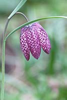 Fritillaria meleagris - Tête de serpents frittiliaire - Vue rapprochée d'une seule fleur