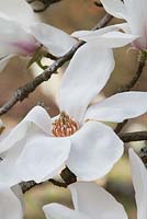 Magnolia stellata 'Norman Gould' - Vue rapprochée d'une seule fleur
