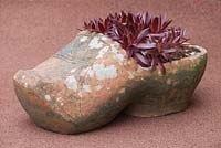 Sempervivum planté dans un sabot d'argile