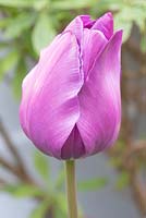 Tulipa 'Purple Prince' - vue rapprochée d'une seule floraison fermée