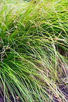 Carex alba, mi-été