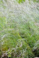 Eragrostis trichodessand lovegrass, mi-été