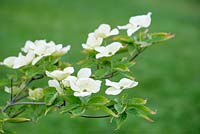 Cornus elwinortonii Starlight ', syn. Cornus' Starlite ', Cornus kousa x nuttallii