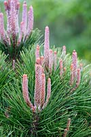 Pinus muricata, pin épiscopal, mai, Surrey, England, UK
