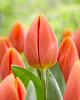 Tulipa 'Prinses Catharina-Amalia'