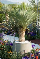 Yucca rostrata - Ocean Garden, RHS Malvern Spring Festival 2017 - Conception: Michael Damien