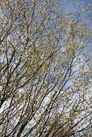 Carpinus betulus 'Columnaris' - Charme - Avril, Jodrell Bank Arboretum, Cheshire
