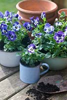 Planter l'alto «Delft Blue» dans des bols en émail sur une table de rempotage