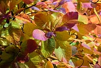 Cotinus obovatus couleur des feuilles d'automne