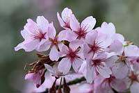 Prunus sargentii - Cerise de Sargent montrant des fleurs rose rose