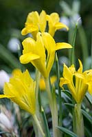 Iris danfordiae, un iris nain entièrement rustique qui fleurit à la fin de l'hiver et au début du printemps.